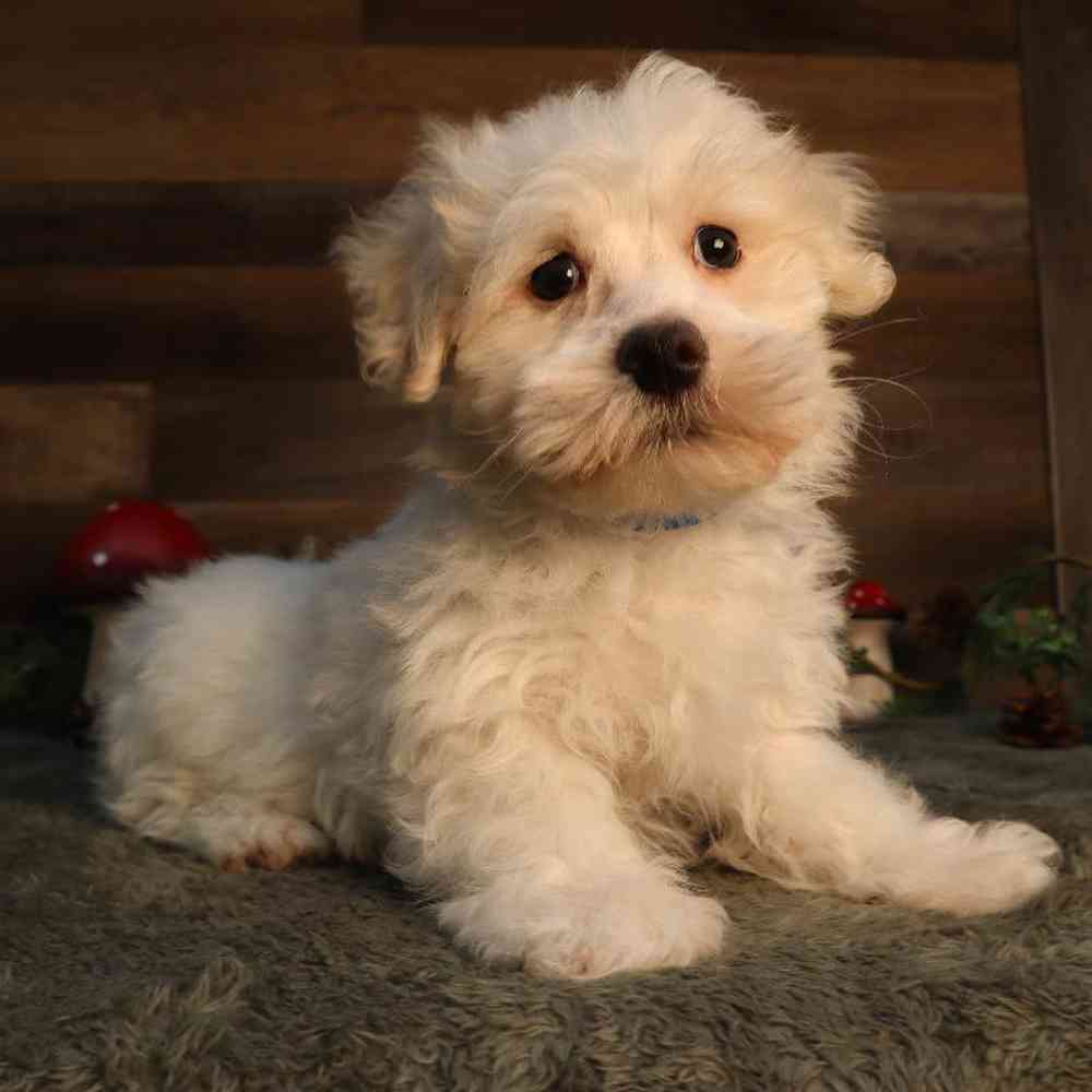 Male Malshi Puppy for Sale in Blaine, MN