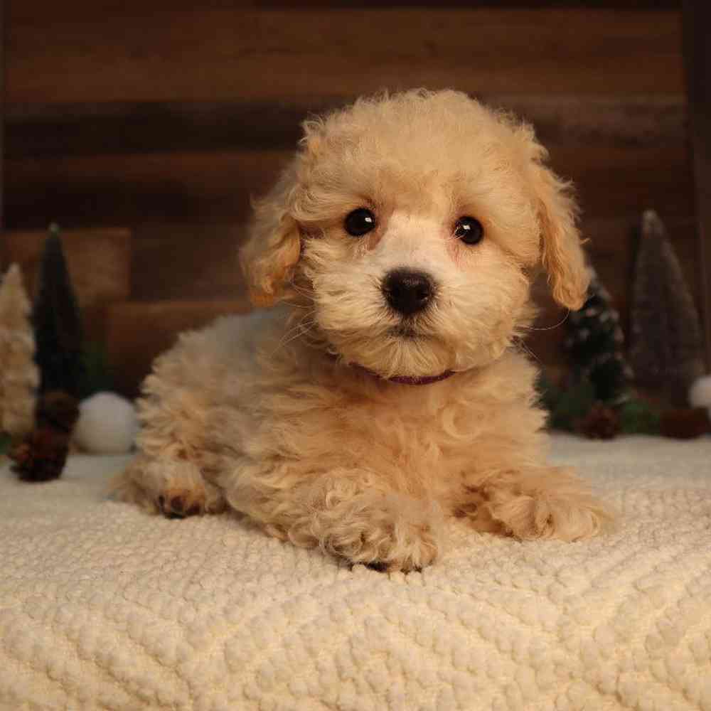 Female Bichon-Poo Puppy for Sale in Blaine, MN