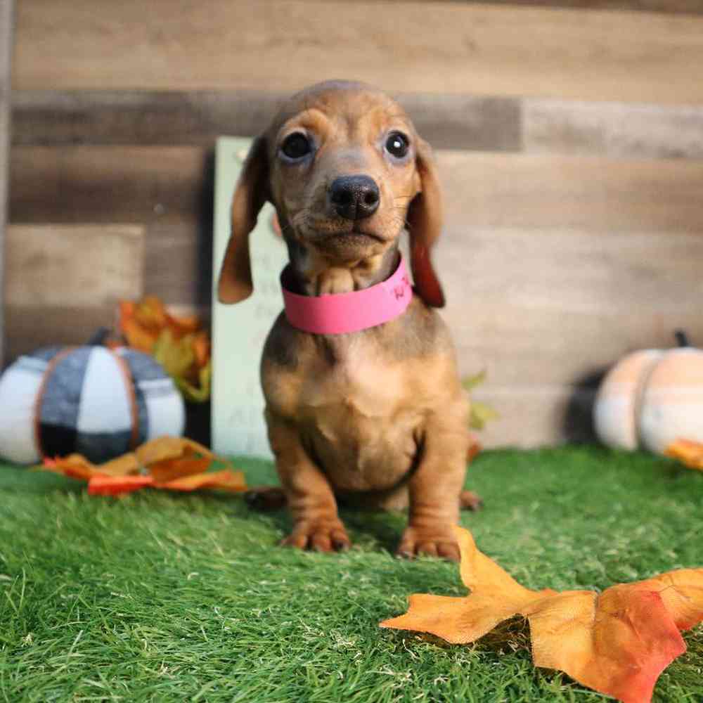 Image of a pet breed in the gallery