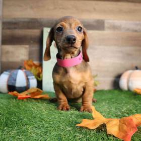 Dachshund