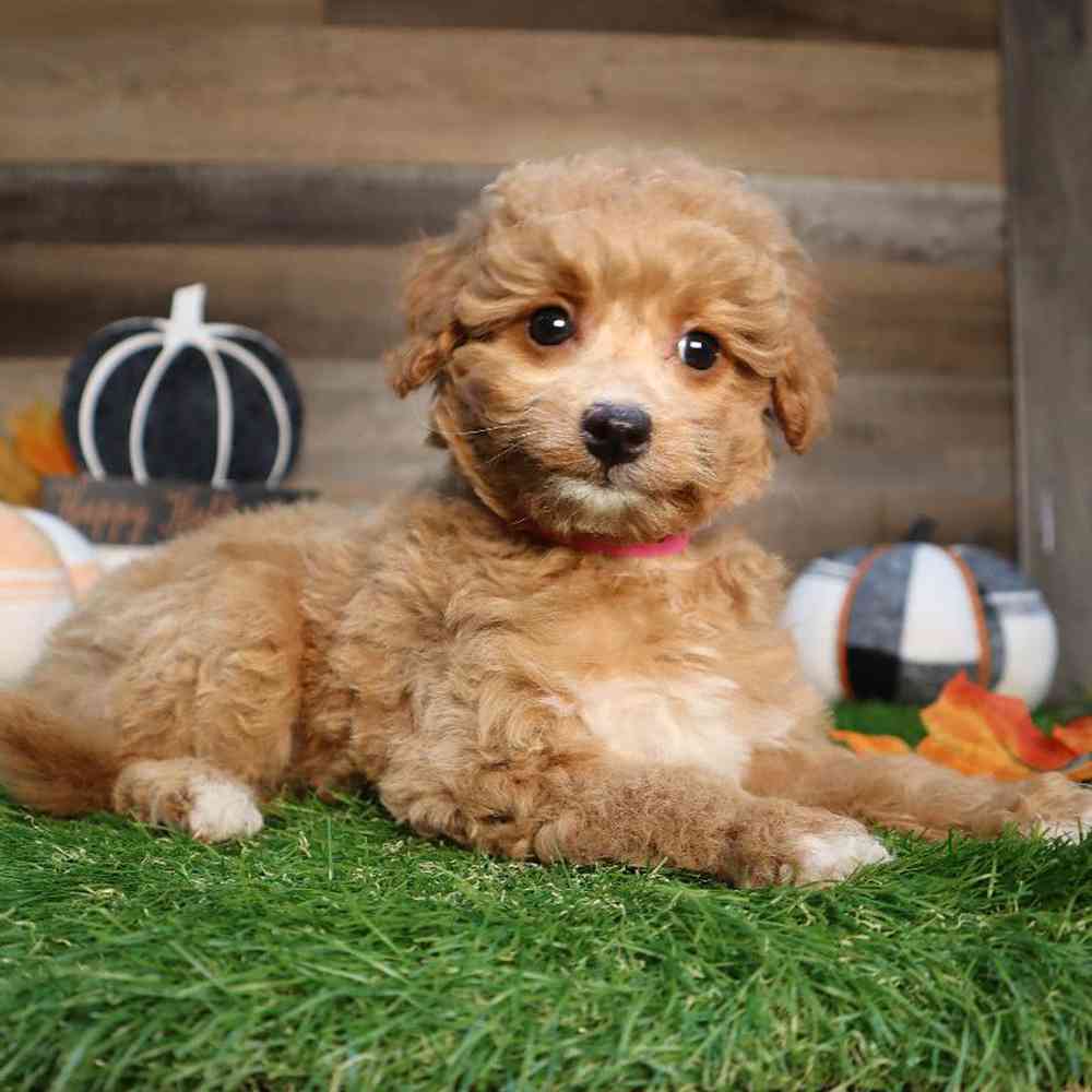 Female Mini Goldendoodle Puppy for Sale in Blaine, MN