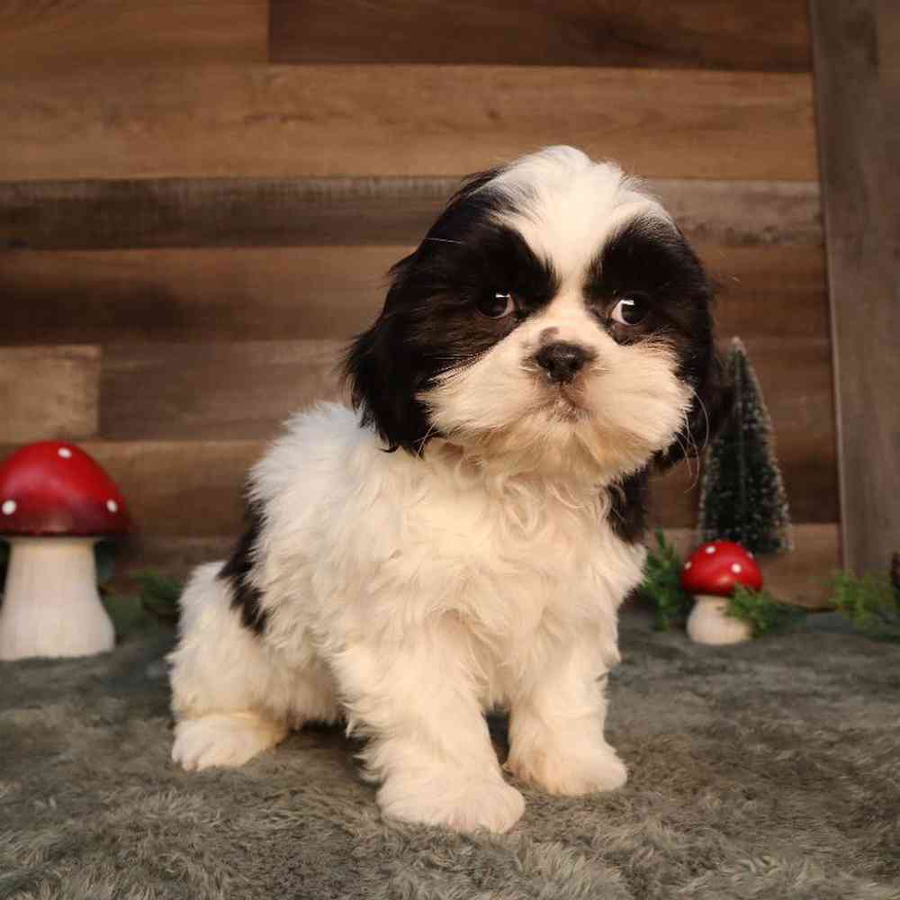 Female Shorkie Puppy for Sale in Blaine, MN