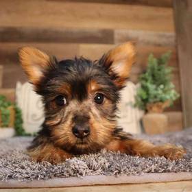 Yorkie (Silky) Terrier