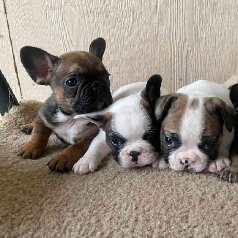 carousel pet images