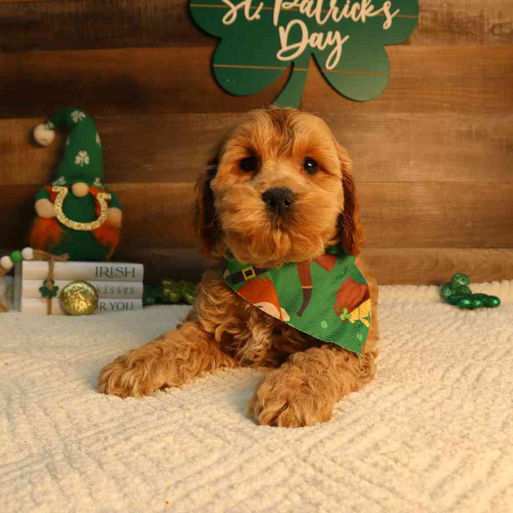 Male Cockapoo Puppy for Sale in Blaine, MN