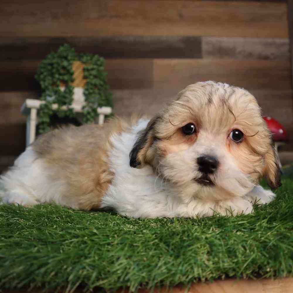 Male Teddy Bear Puppy for Sale in Blaine, MN
