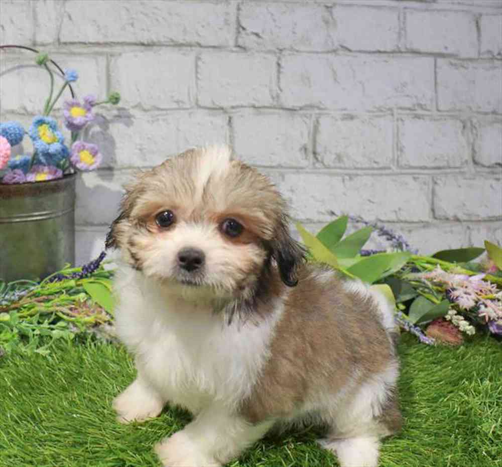 carousel pet images