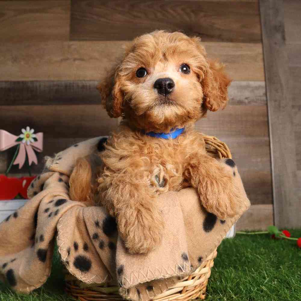 Image of a pet breed in the gallery