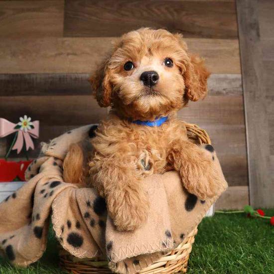 Chex