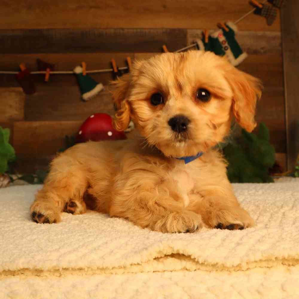 Image of a pet breed in the gallery