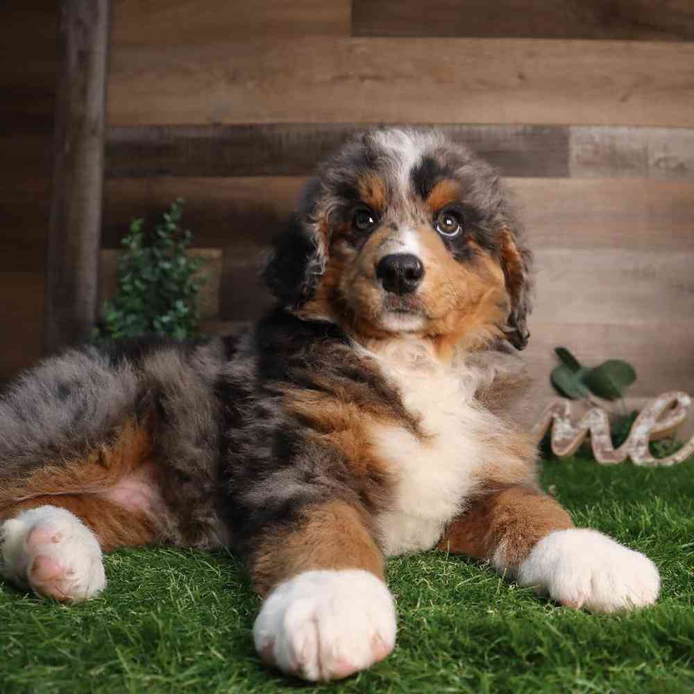 Male Mini Bernedoodle 2nd gen Puppy for Sale in Blaine, MN
