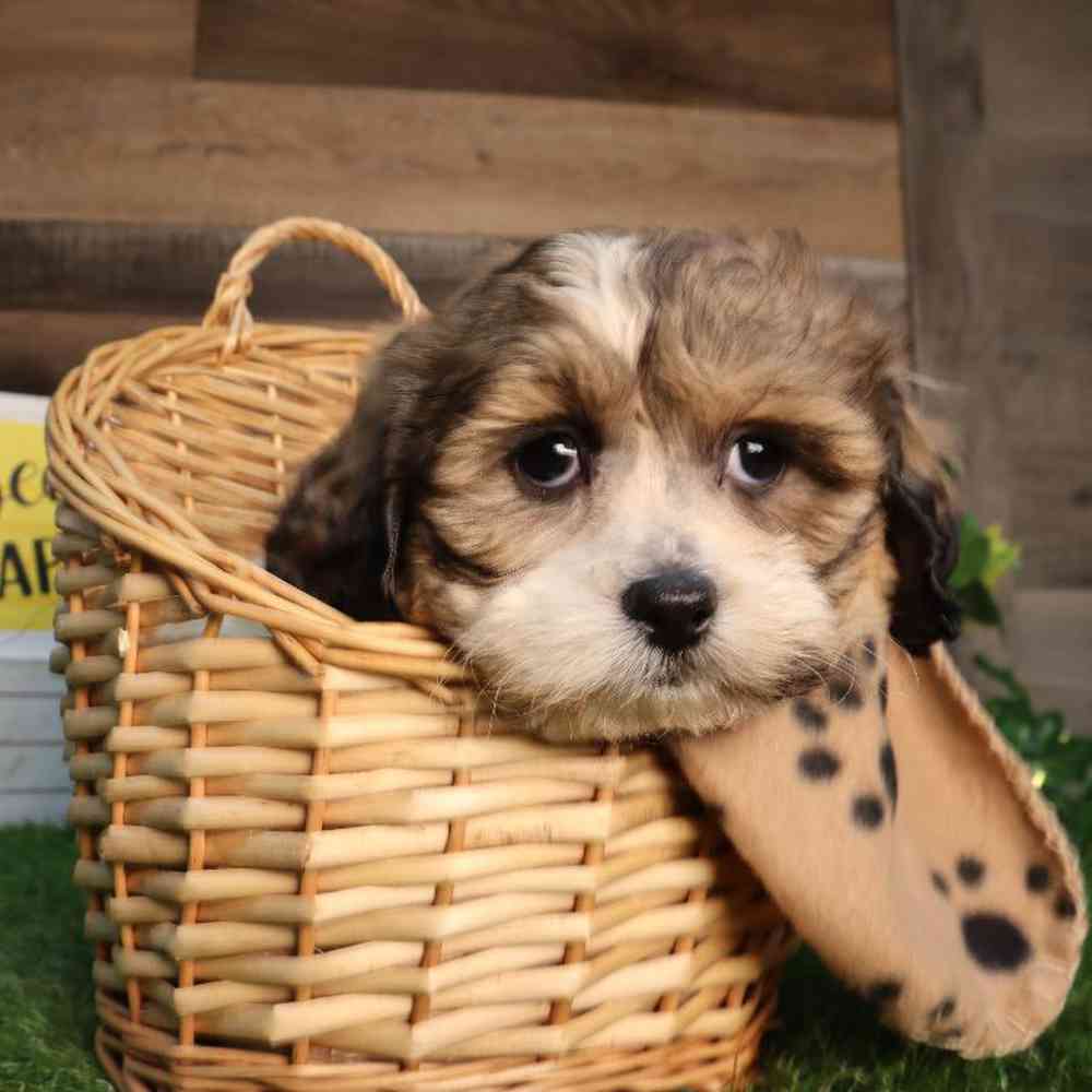 carousel pet images