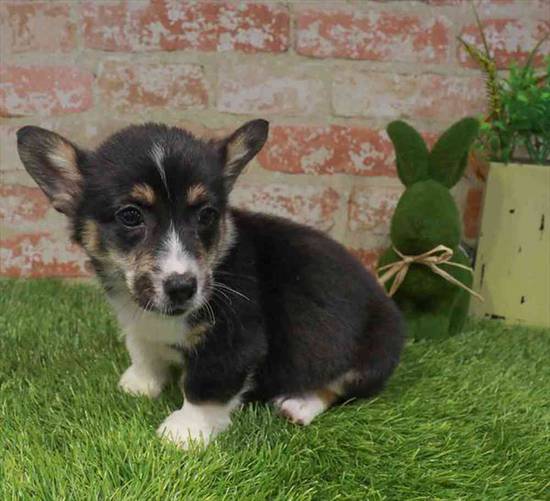 Pembroke Welsh Corgi