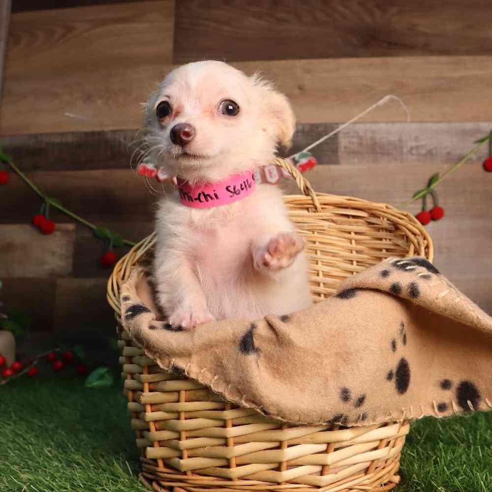 carousel pet images
