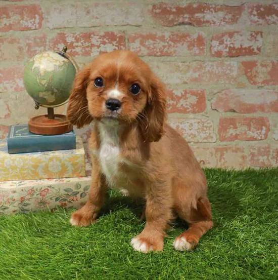 Cavalier King Charles Spaniel