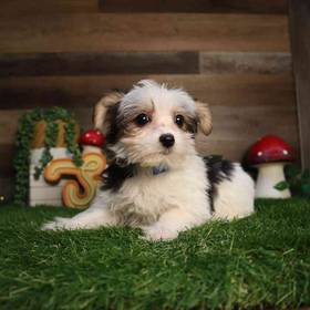 Morkie