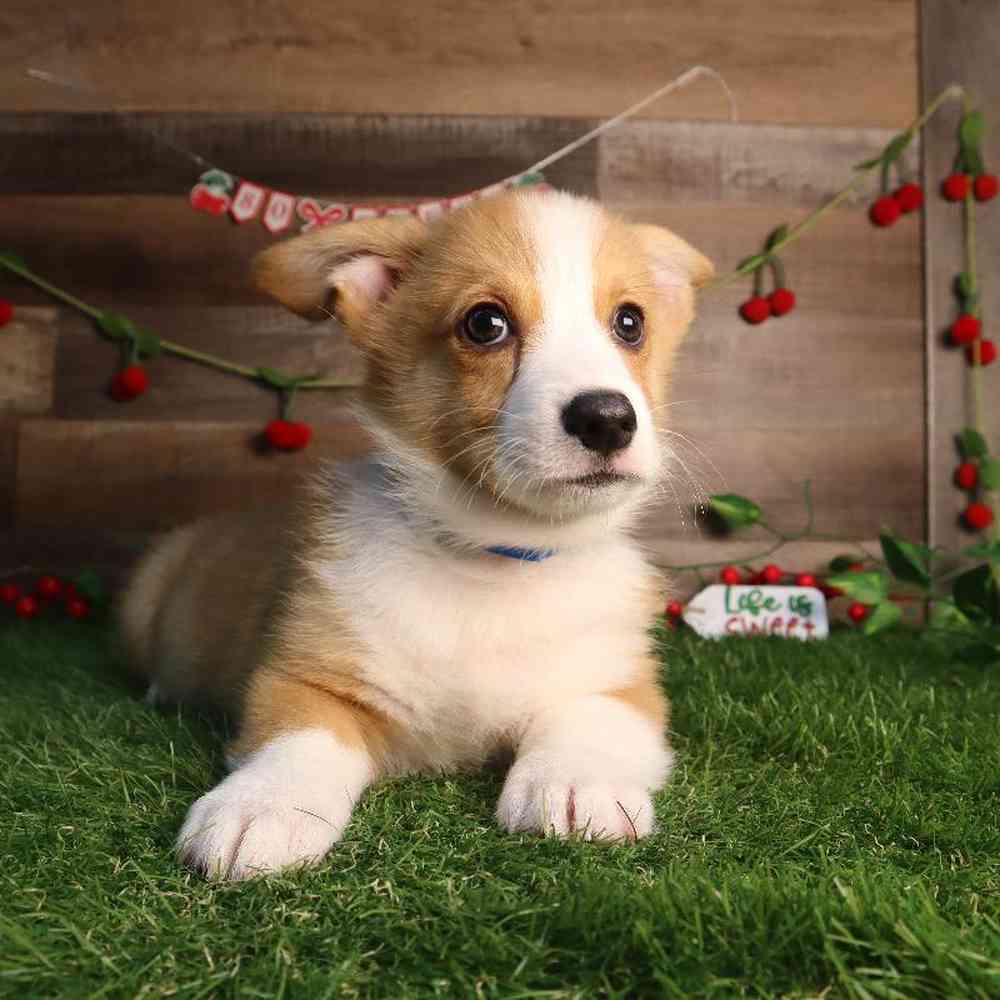 carousel pet images