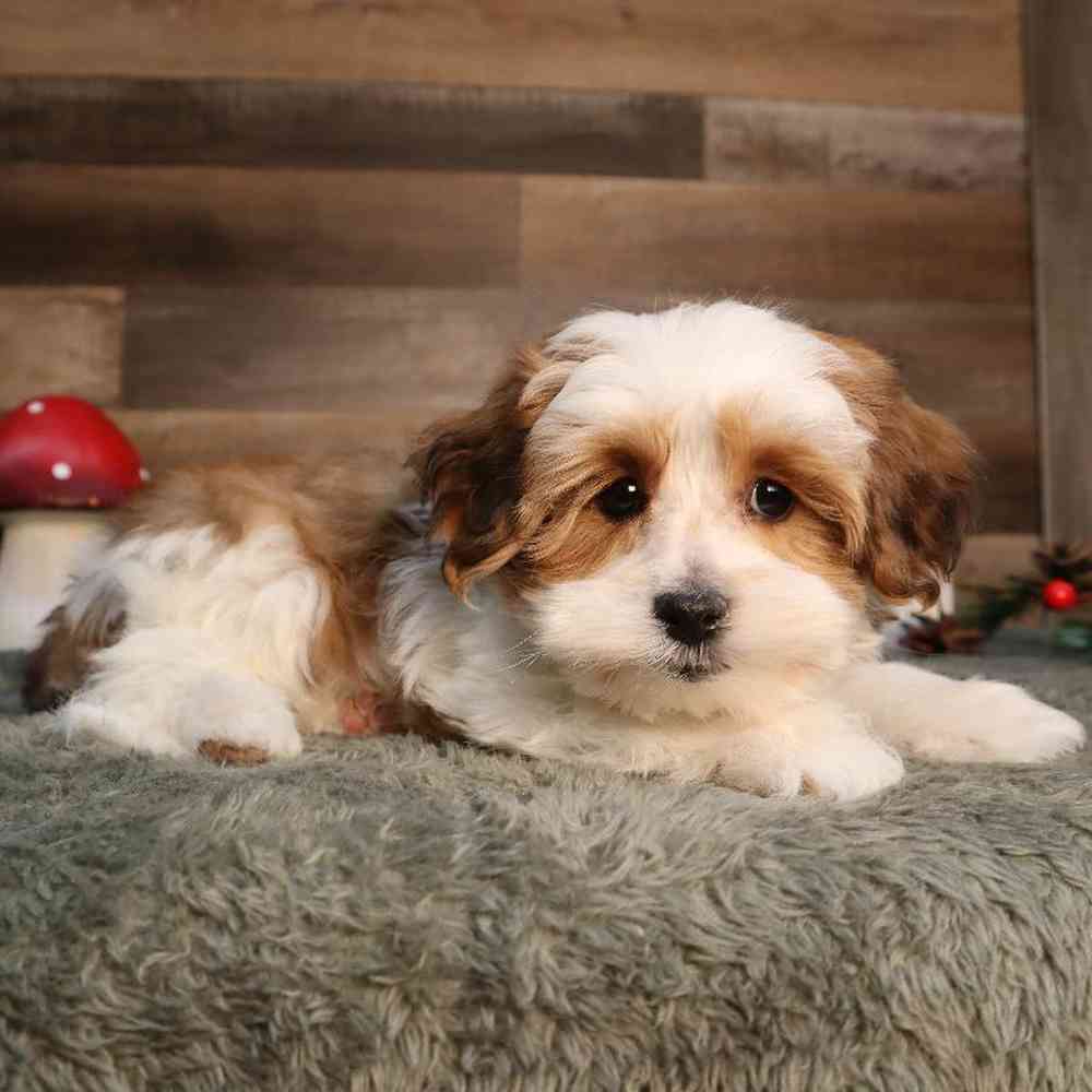 Male Teddy Yorkie Puppy for Sale in Blaine, MN