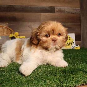 Shih Tzu