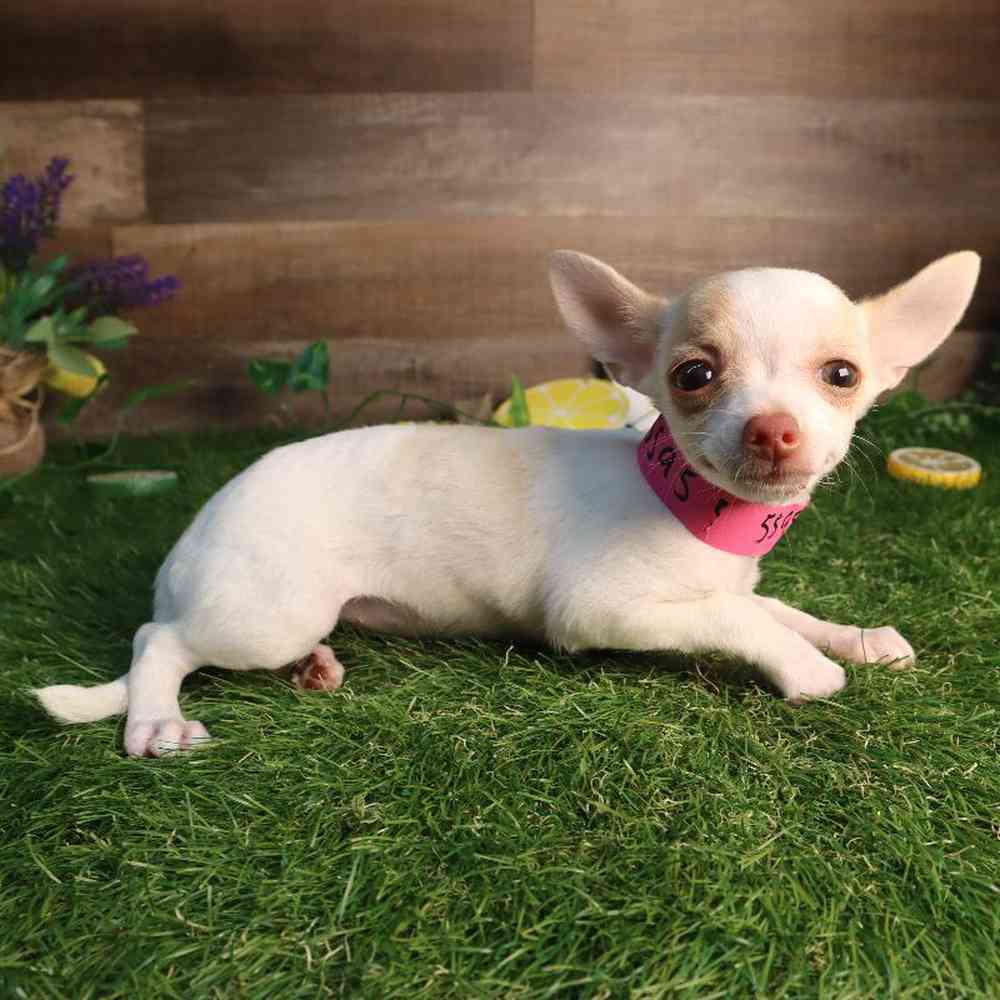 Image of a pet breed in the gallery