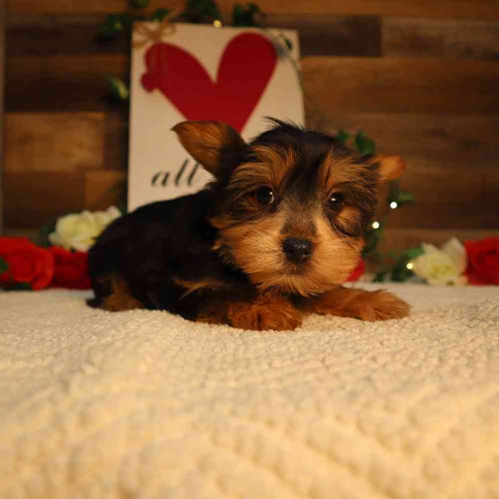 Male Yorkshire Terrier Puppy for Sale in Blaine, MN