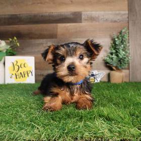 Yorkshire Terrier