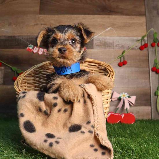 Pip