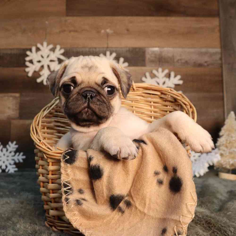 Image of a pet breed in the gallery