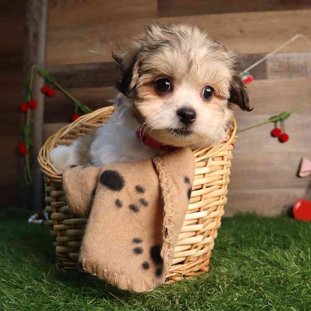 Female Teddy Bear Puppy for Sale in Blaine, MN