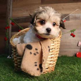 Teddy Bear