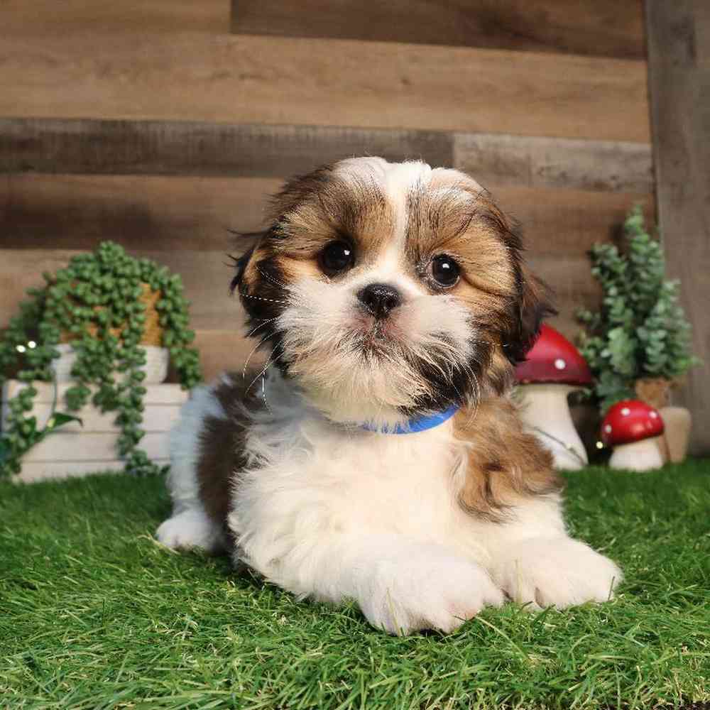 Image of a pet breed in the gallery