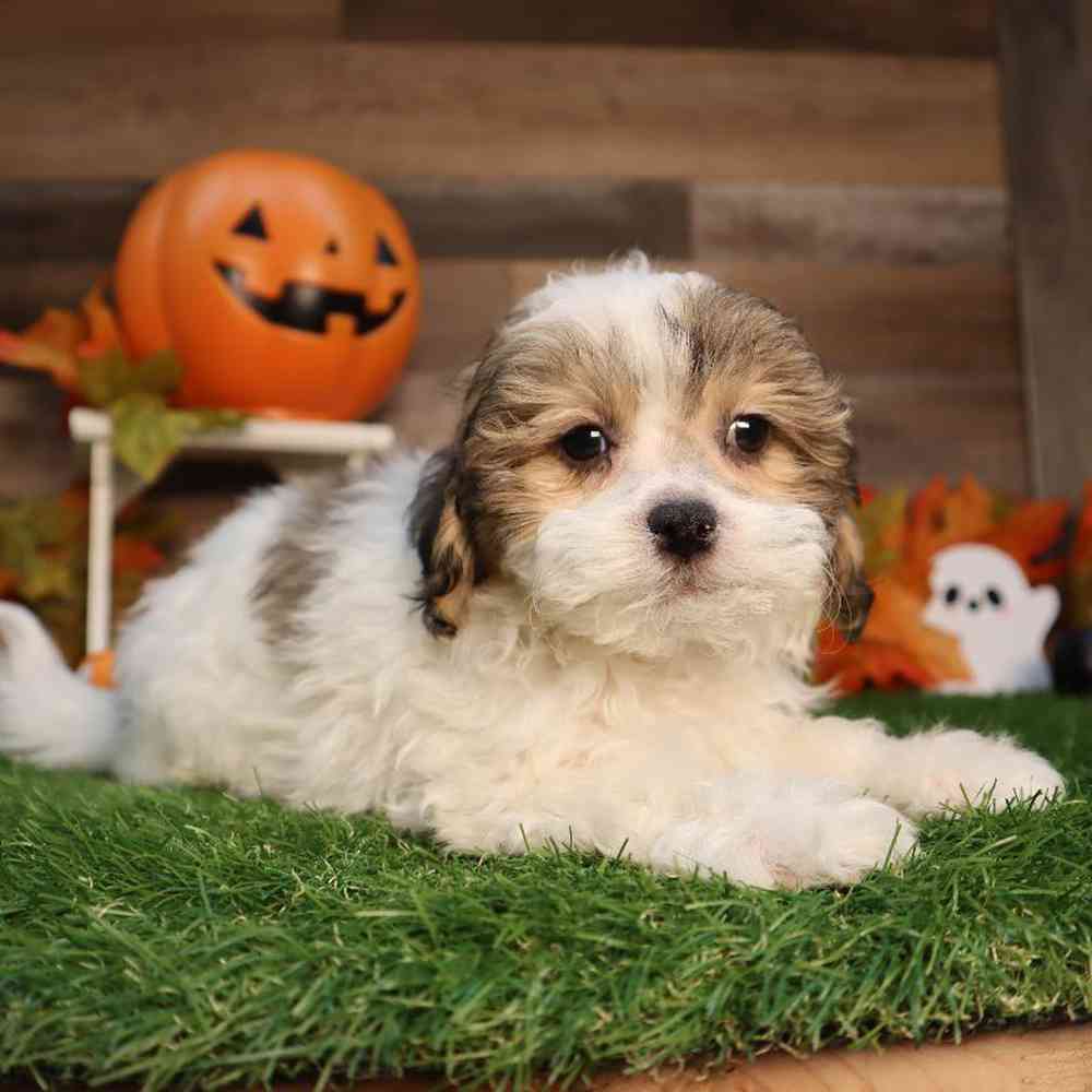 Female Shipoo Puppy for Sale in Blaine, MN