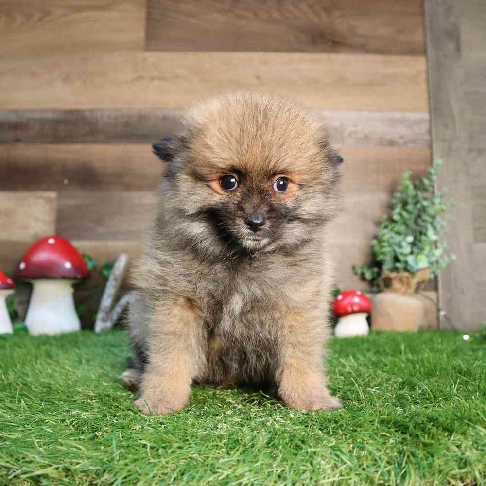 carousel pet images