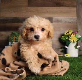 Bichon-Poo