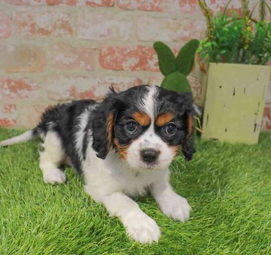 Cavalier King Charles Spaniel