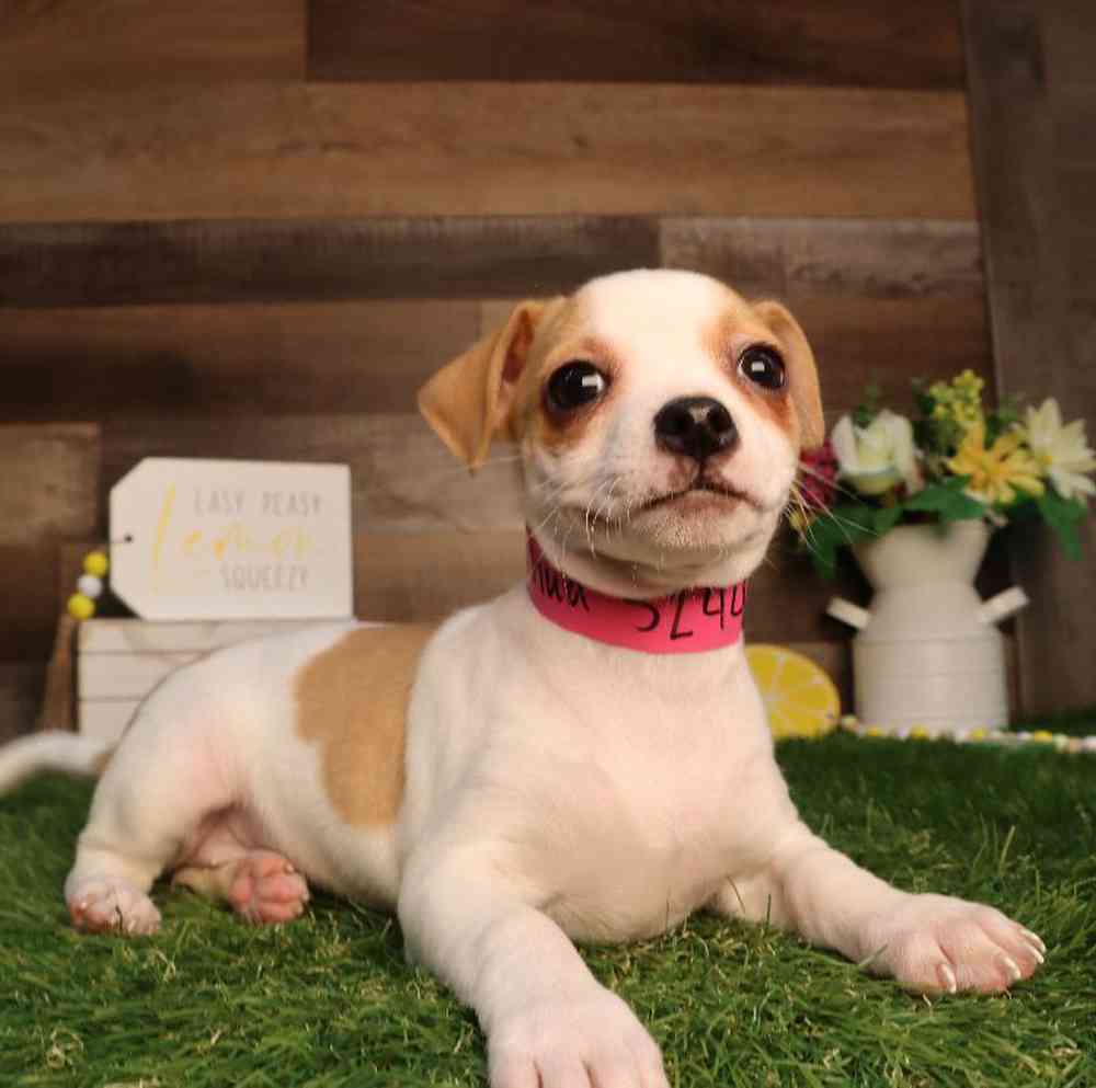 Female Chihuahua Puppy for Sale in Blaine, MN