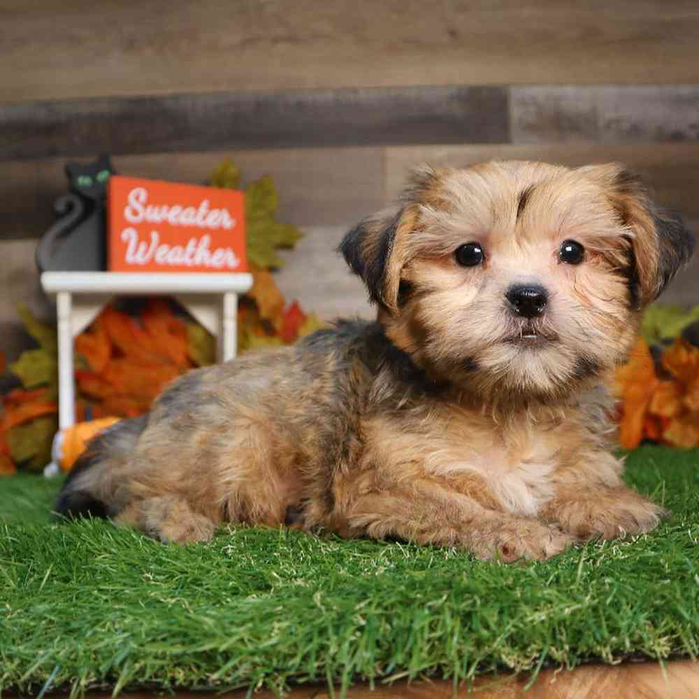 Male Shorkie Puppy for Sale in Blaine, MN