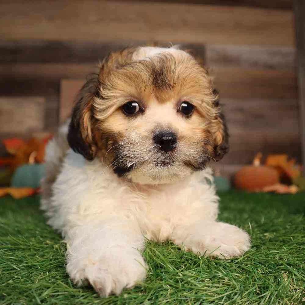 carousel pet images