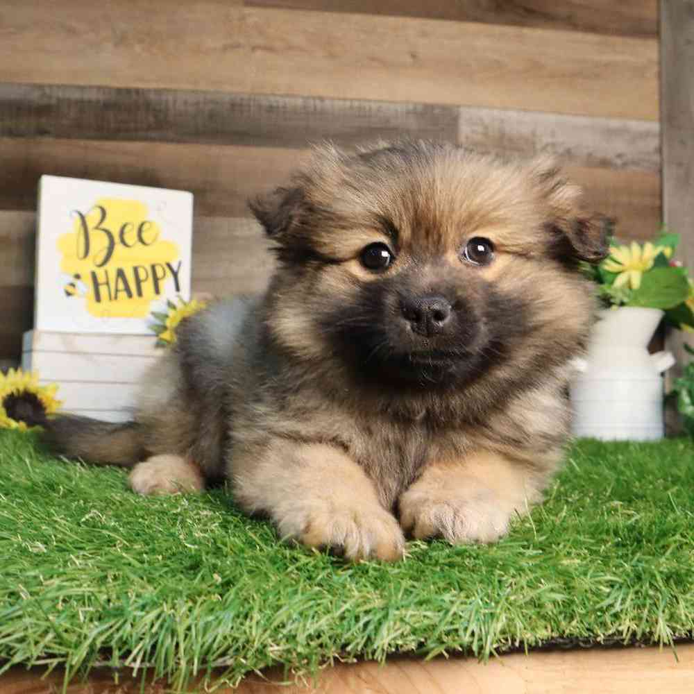 Male Pomeranian Puppy for Sale in Blaine, MN