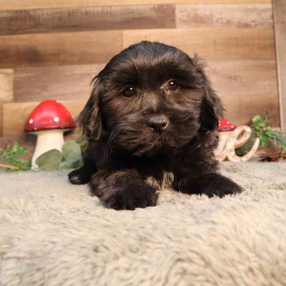 Image of a pet breed in the gallery