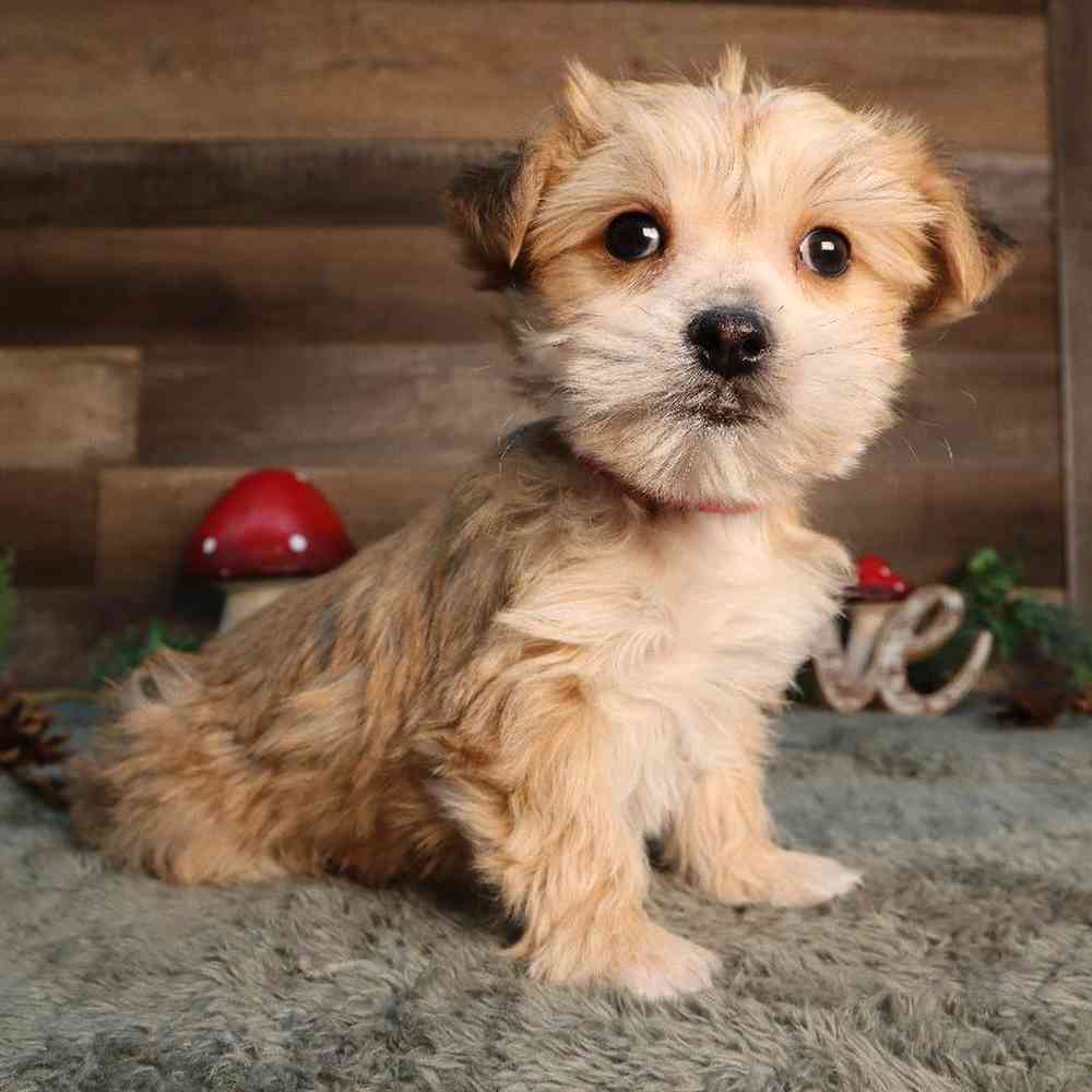 Female Yochon Puppy for Sale in Blaine, MN