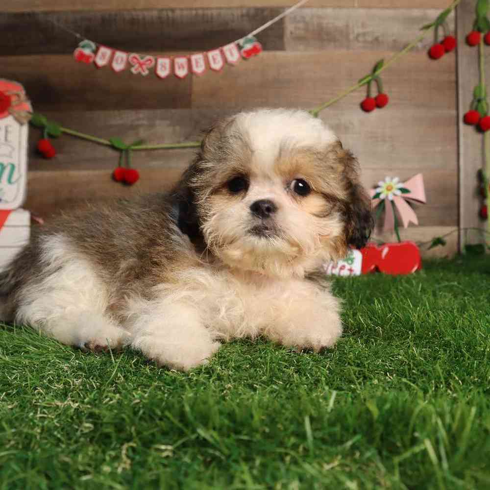 carousel pet images