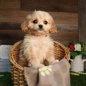 Cockapoo