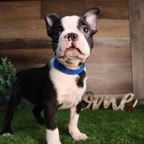 Boston Terrier