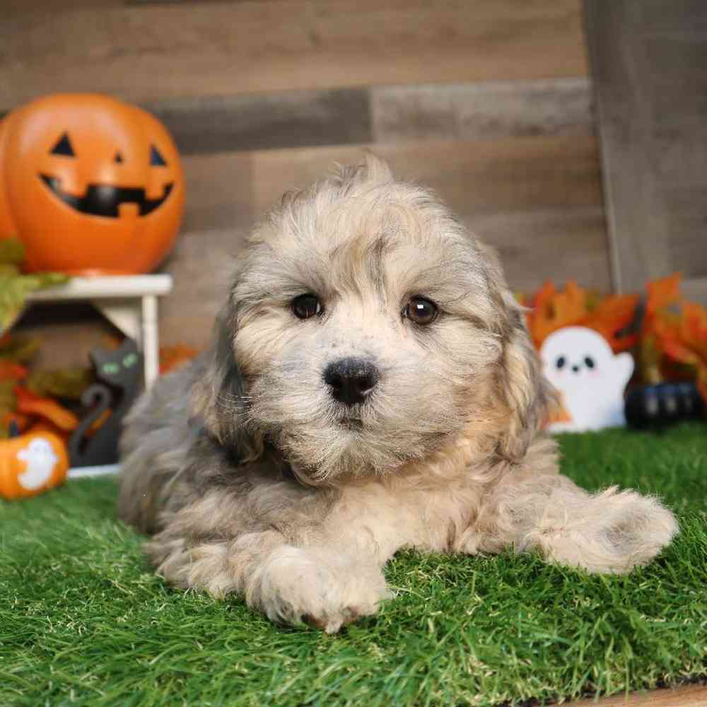 Male Shipoo Puppy for Sale in Blaine, MN