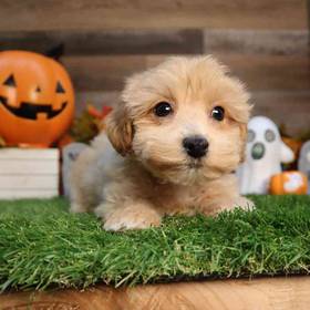 Maltipoo