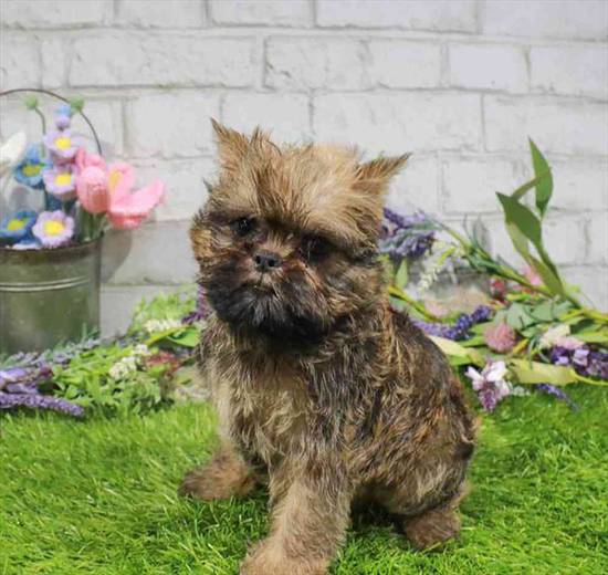 Brussels Griffon