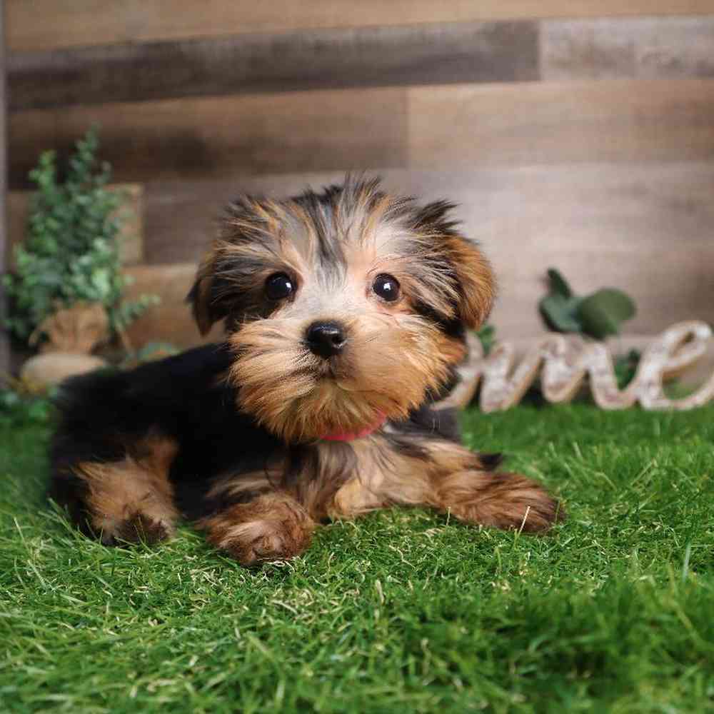 Female Yorkshire Terrier Puppy for Sale in Blaine, MN