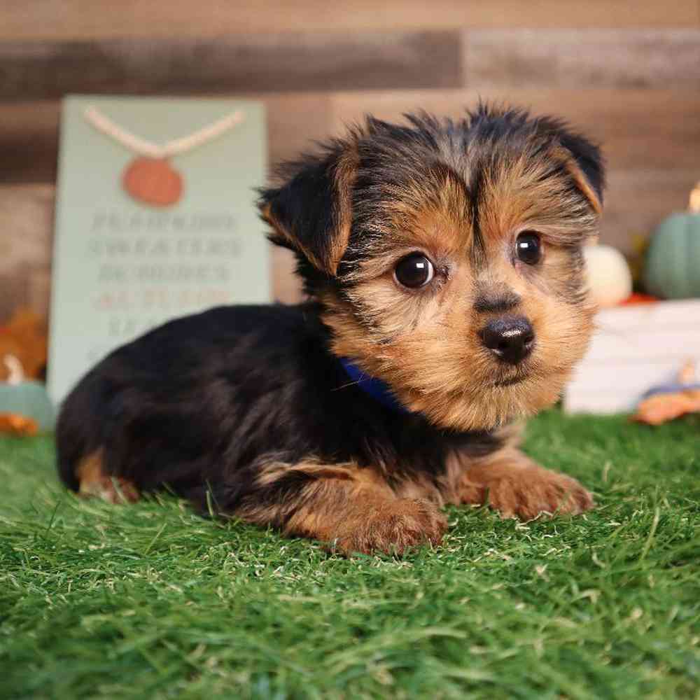 Male Yorkshire Terrier Puppy for Sale in Blaine, MN