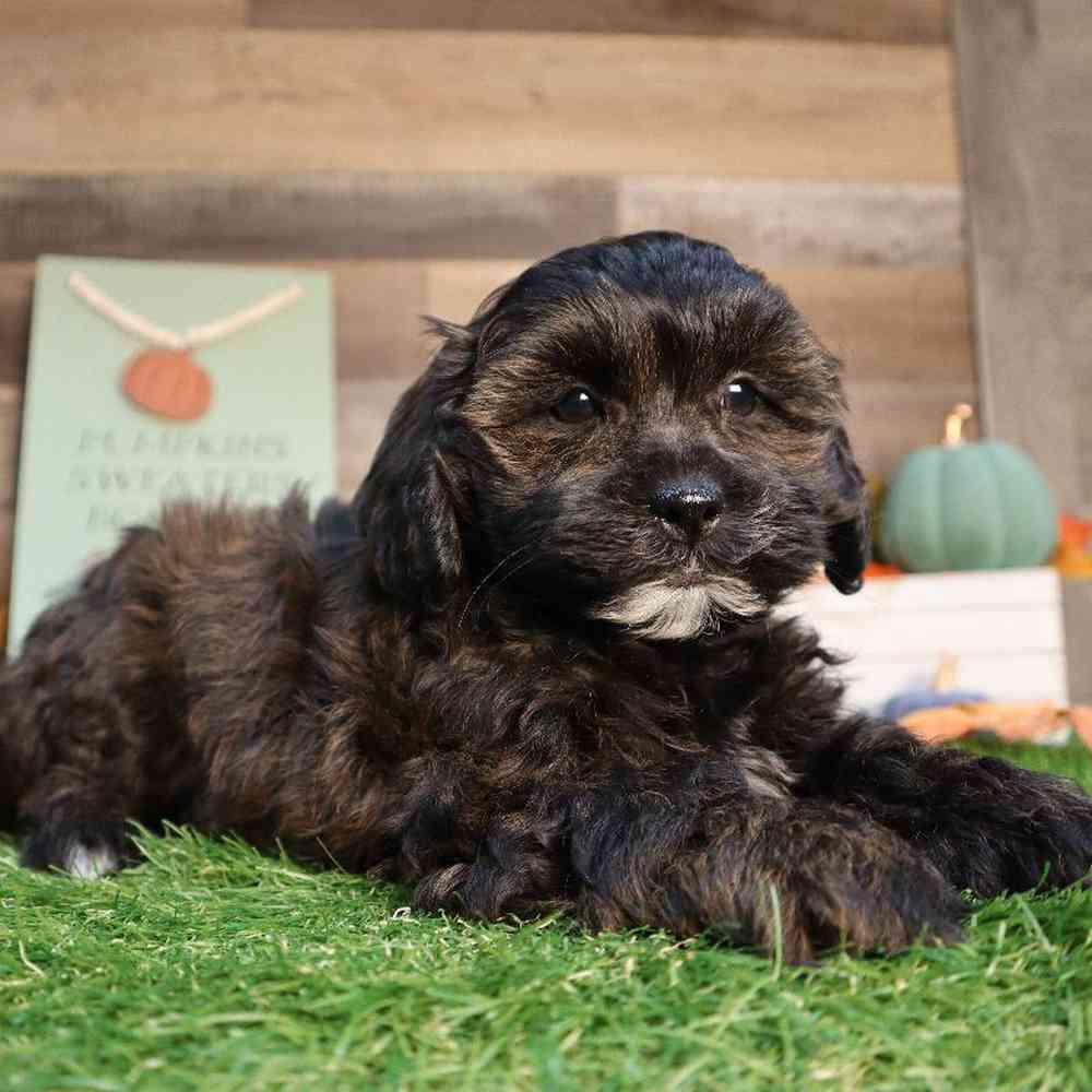 carousel pet images